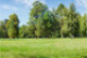 Glade in the park on the background of the conifers and deciduous trees and a sky with cirrus clouds in the summer on a sunny day